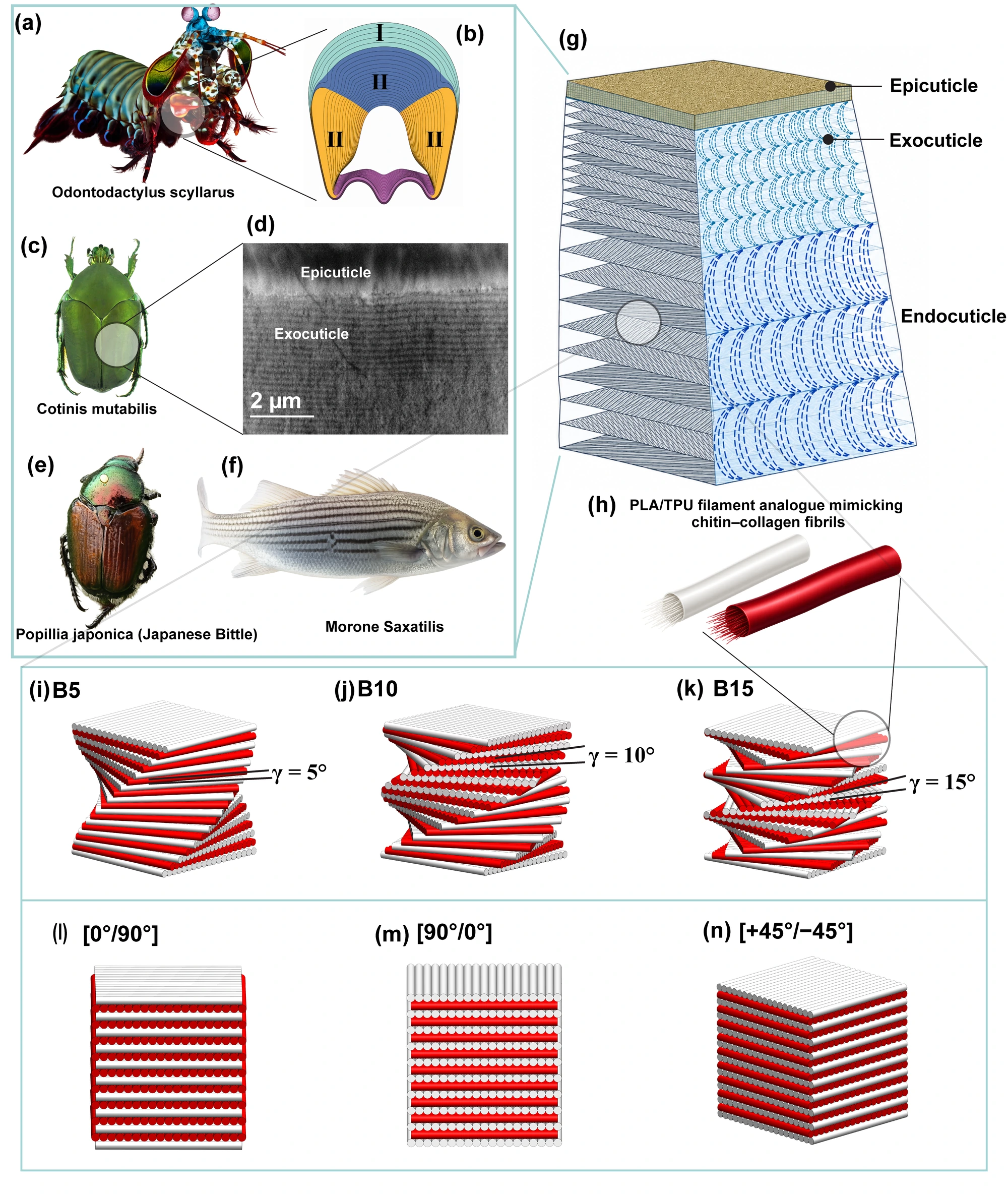 Biological inspiration and Bouligand architectures